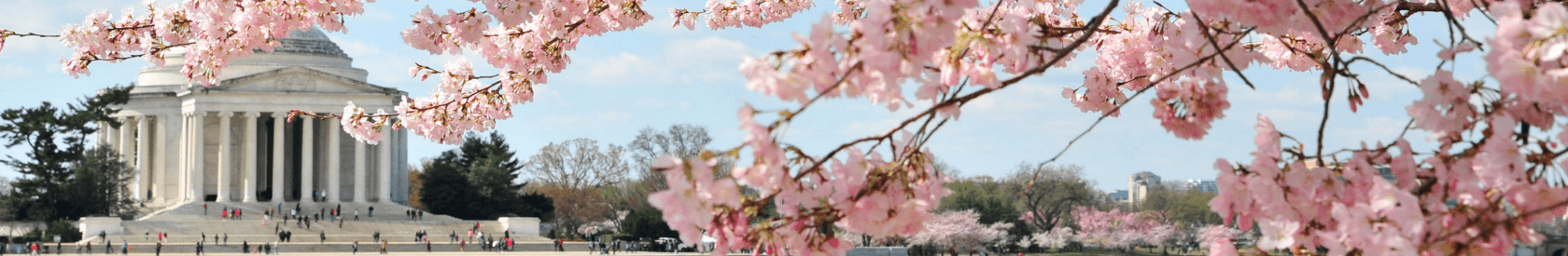 Mrs. Taft Plants a Tree – How the Cherry Blossoms Came to Washington