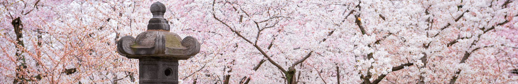 Mrs. Taft Plants a Tree: How the Cherry Blossoms Came to Washington